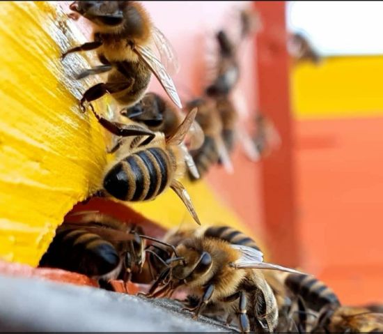 Picture of Bienenpatenschaft 